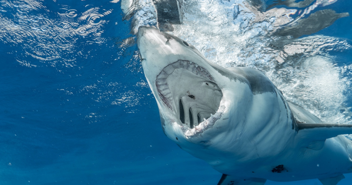 Uno squalo bianco attacca la telecamera dei sommozzatori mentre cercano un “super predatore” [+VIDEO]