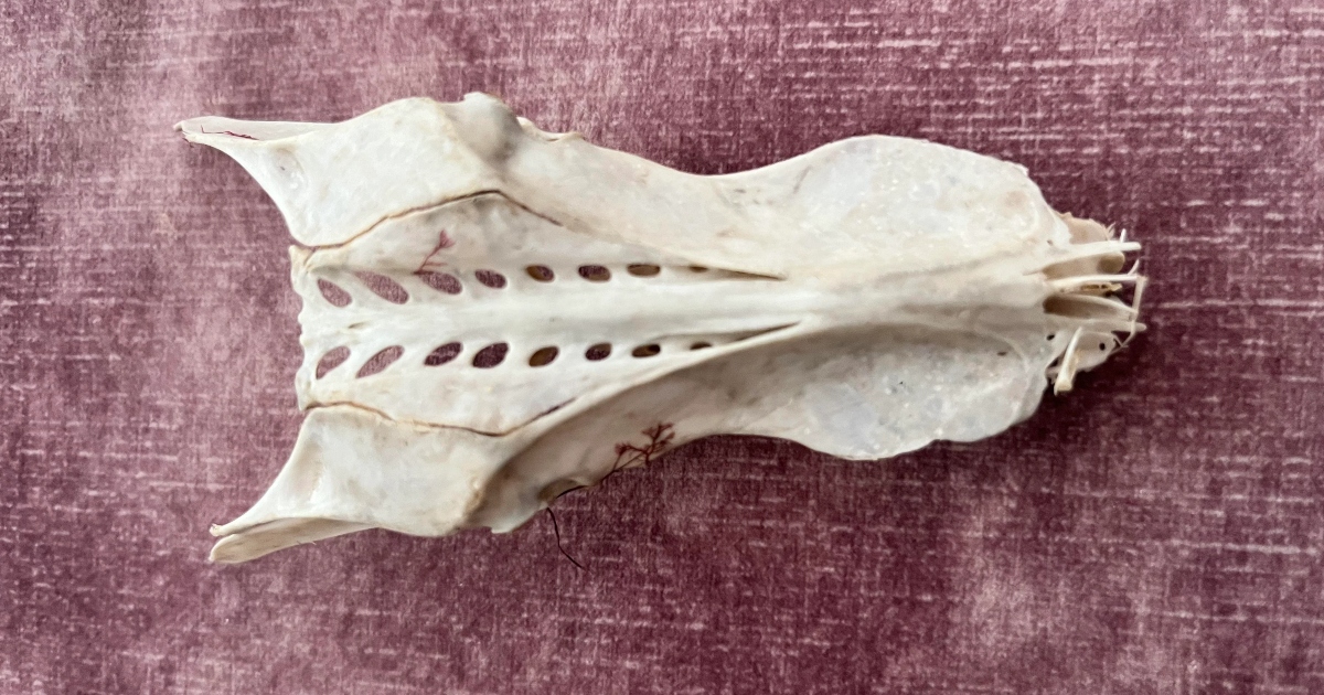 Modello Teschio Lupo In Resina - 20x14x8 Cm, Per Decorazione, Collezione, Halloween - Foto 6