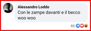 Gabbiano Mollema