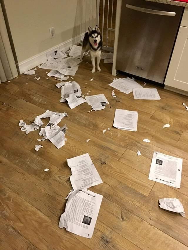 Cane mangia compiti