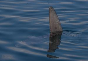 Predatore marino più strano del mondo