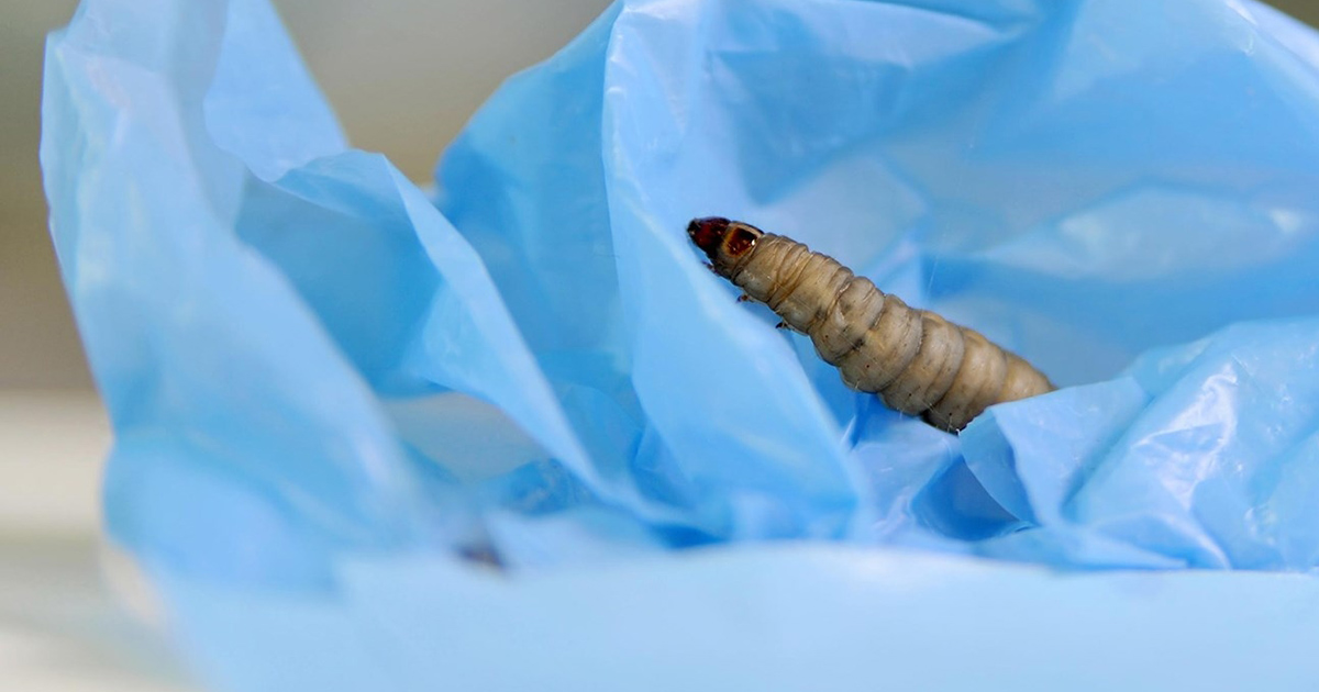 La saliva di un verme degrada la plastica in poche ore