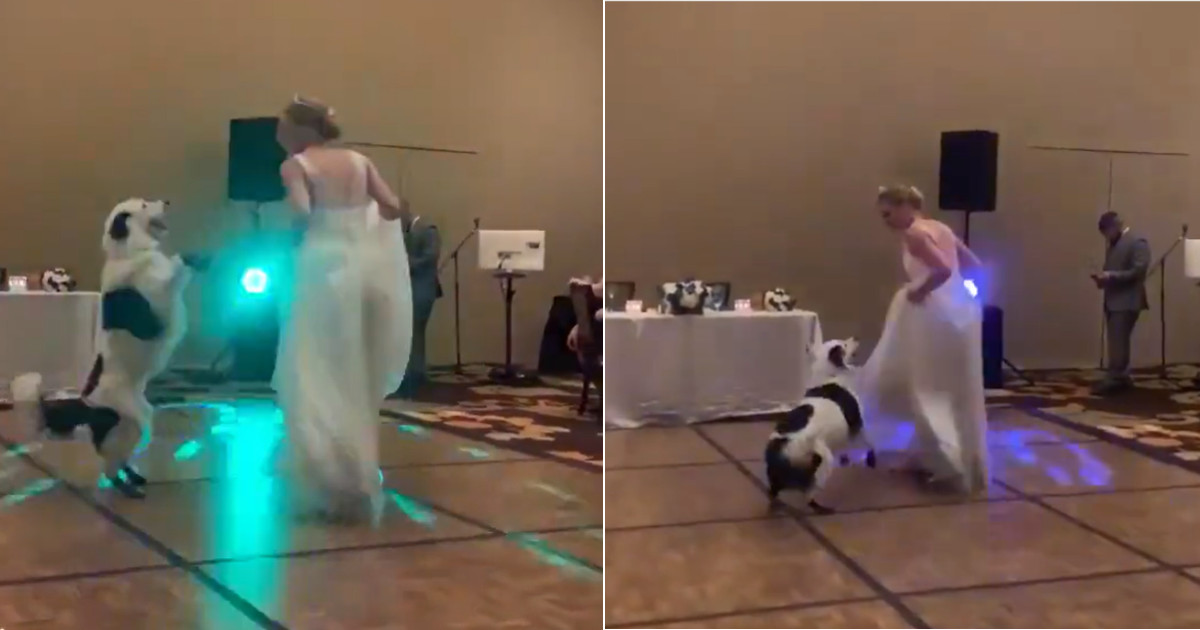 Cane balla con la sposa il giorno del suo matrimonio: web in visibilio [+VIDEO]