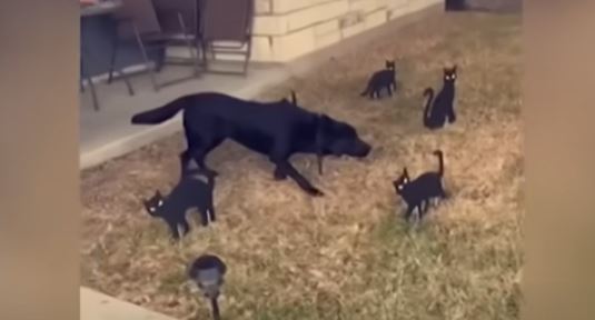 Cane pietrificato dalle decorazioni di Halloween [+VIDEO]
