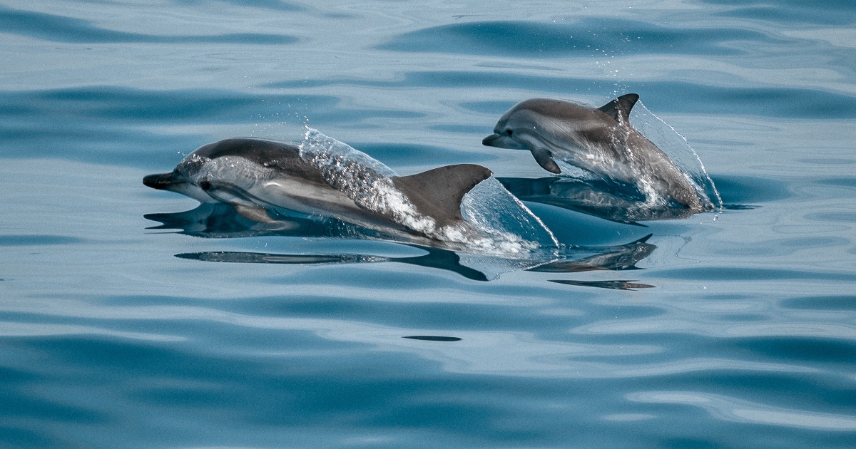 Delfini spingono via un surfista da uno squalo enorme