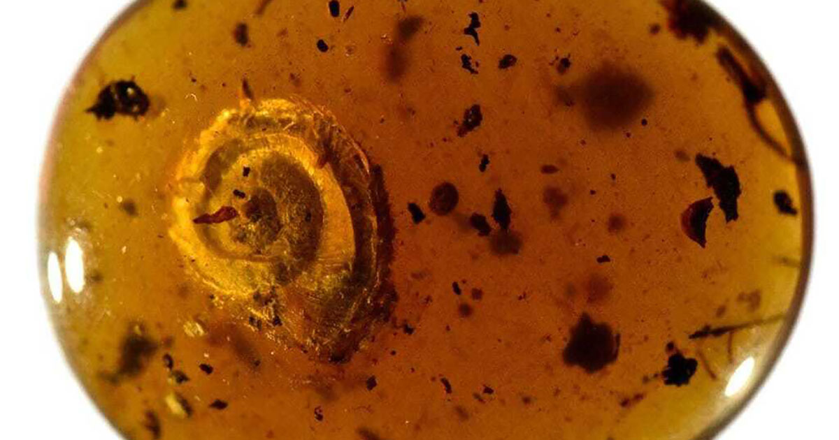 Scoperta nell’ambra una lumaca pelosa di 99 milioni di anni fa