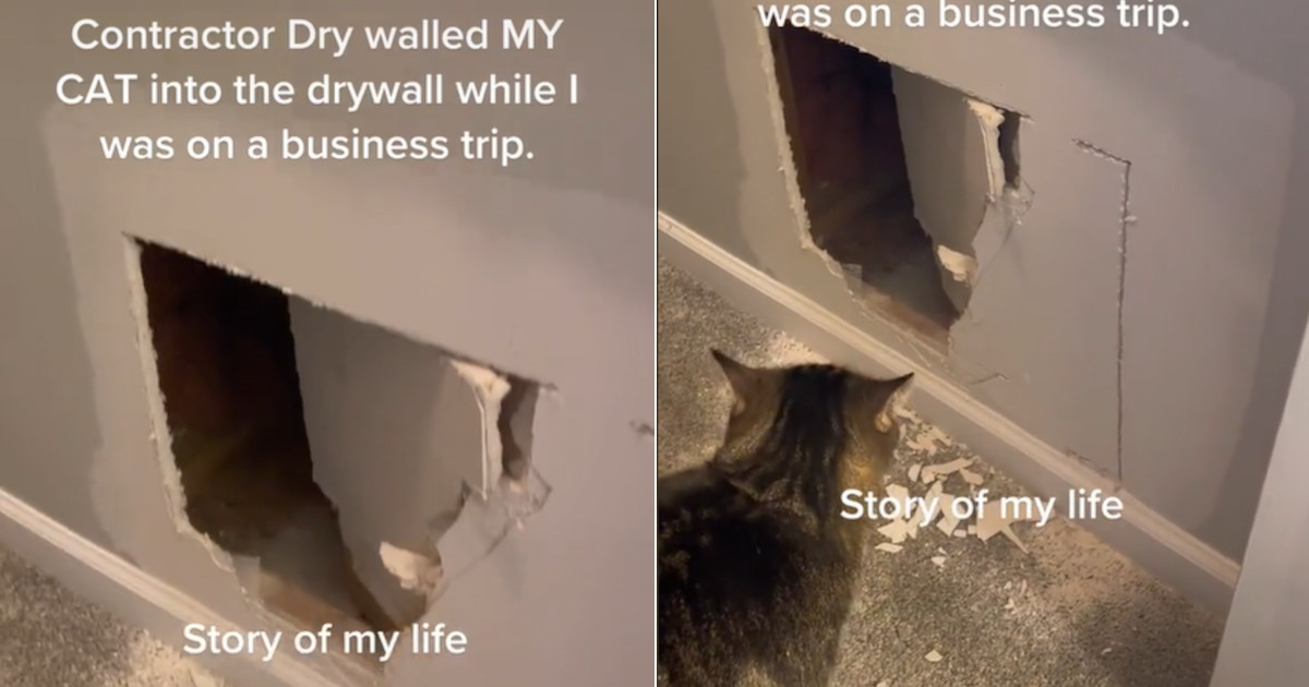 Scopre che un muratore ha intrappolato il suo gatto nel muro del bagno [+VIDEO]
