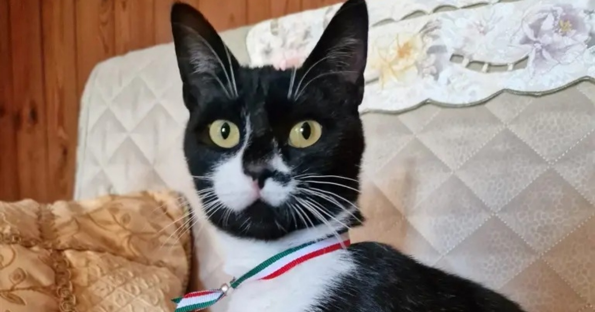 Miao diventa il primo gatto sindaco in Italia