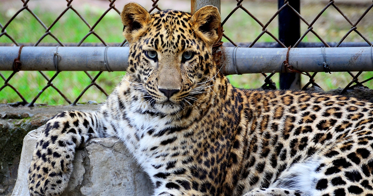 La fidanzata lavora come guardiana allo zoo: “Puzza di gabbie di animali, non so come dirglielo”