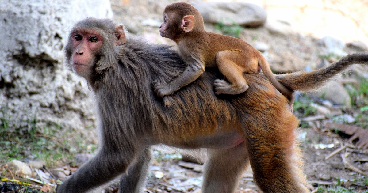 Scienziati confermano: “Le scimmie potrebbero evolversi in una nuova razza simile all’uomo”