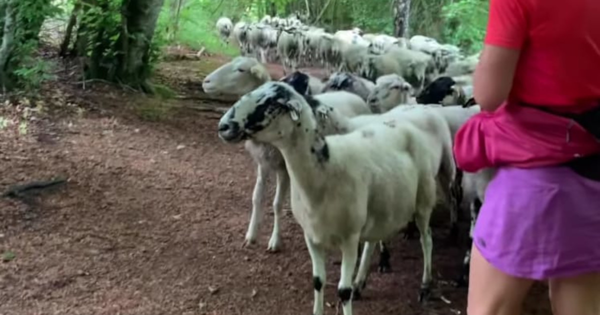 Gregge di pecore smarrite comincia a correre dietro un corridore eleggendolo suo leader