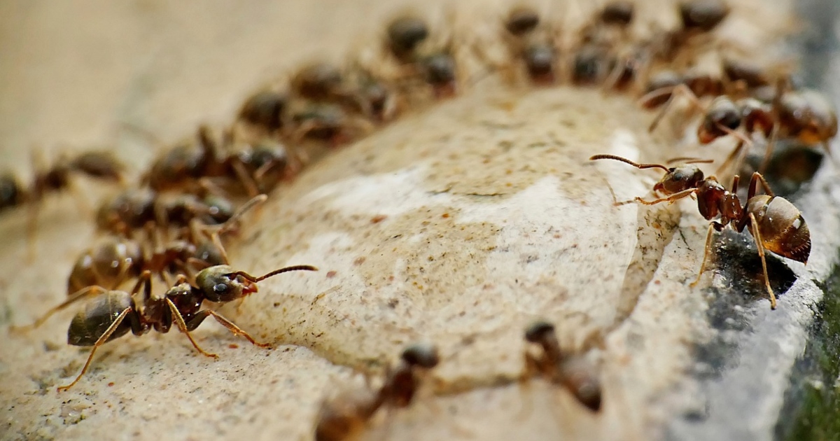 Quante formiche vivono sulla Terra? Arriva il primo censimento