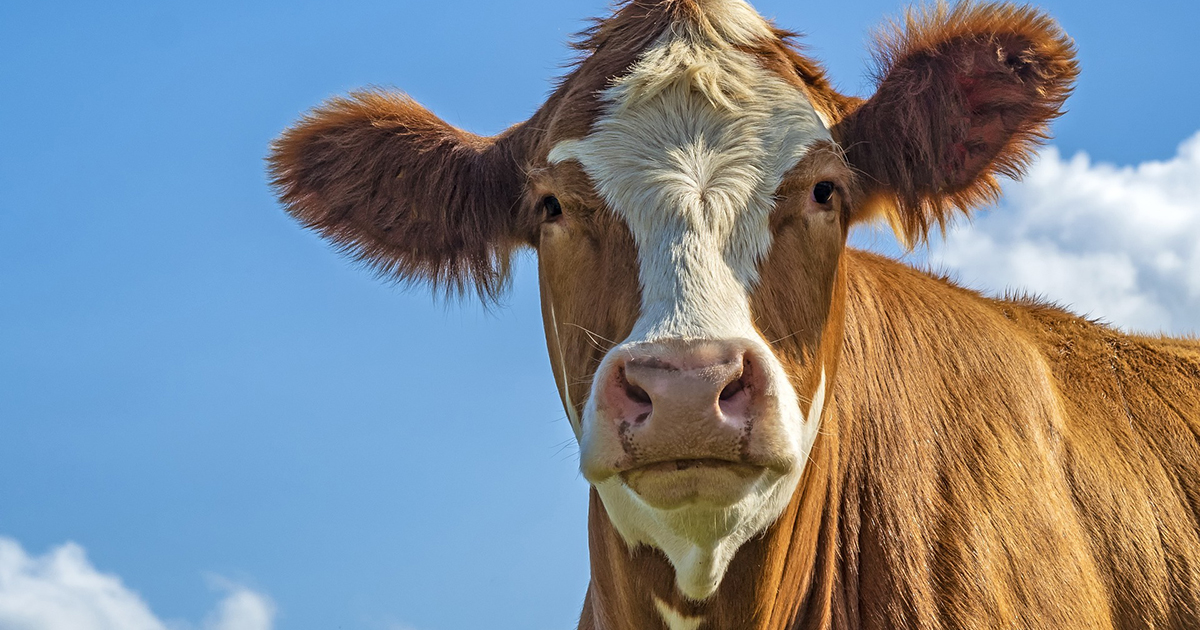 La mucca muggisce troppo forte, multa di 300 euro al proprietario
