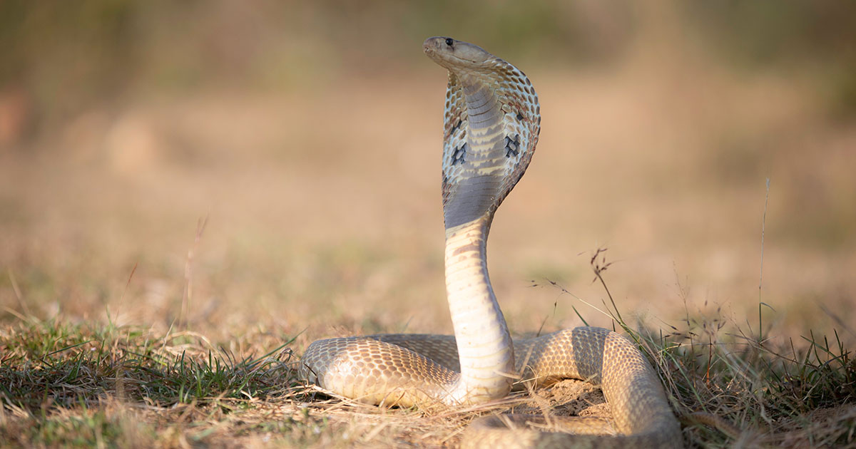 Sta per indossare una scarpa ma dentro c’è un cobra nascosto [+VIDEO]