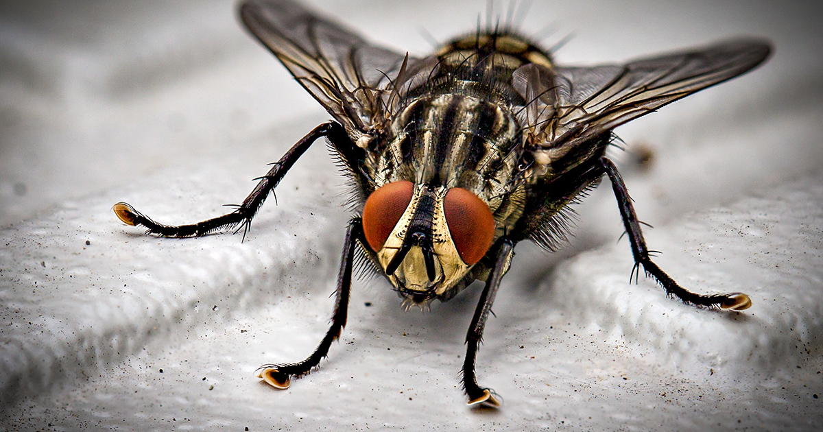 Perché le mosche si strofinano sempre le zampe?