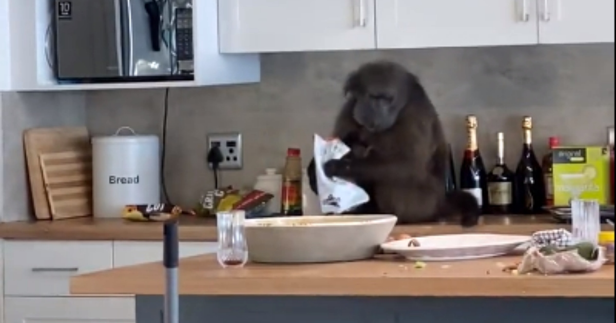 Torna all’Airbnb e trova babbuini che bevono i suoi alcolici e fanno il bagno in piscina [+VIDEO]