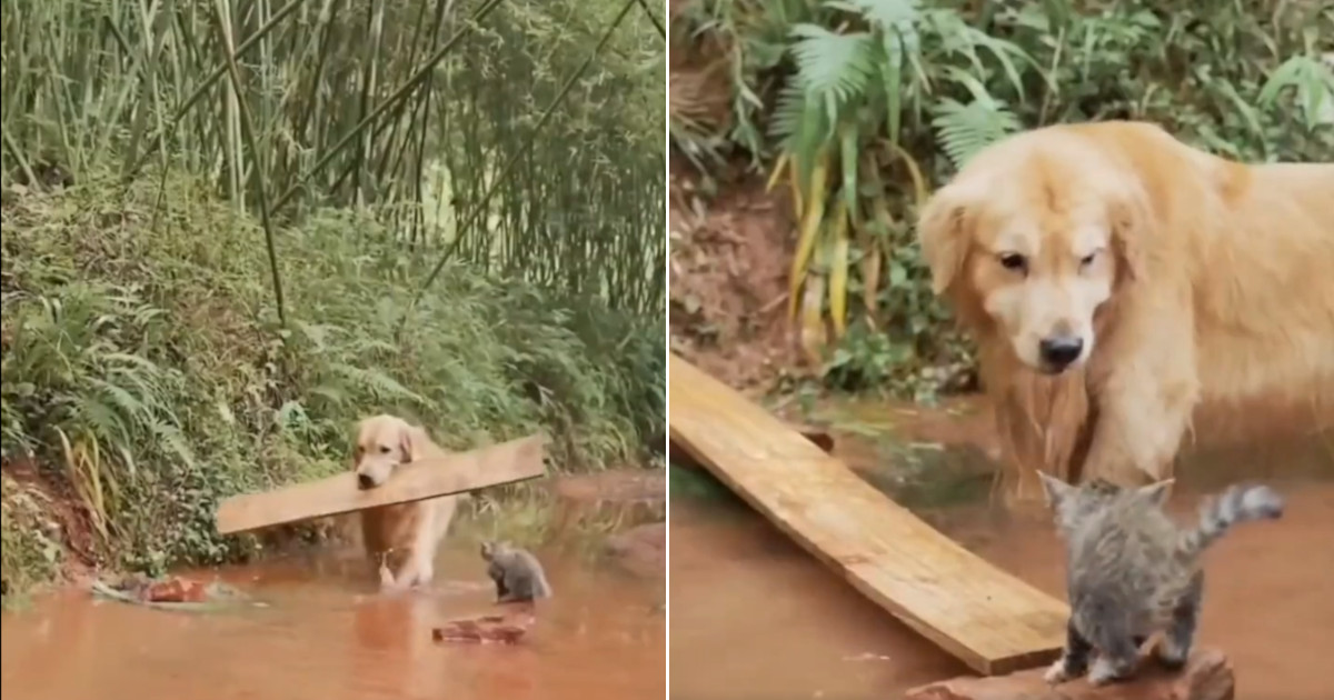 Cane usa un’idea unica per salvare un gattino dall’annegamento e commuove tutti