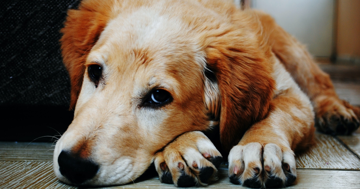 I cani femmina giudicano i loro padroni quando sbagliano