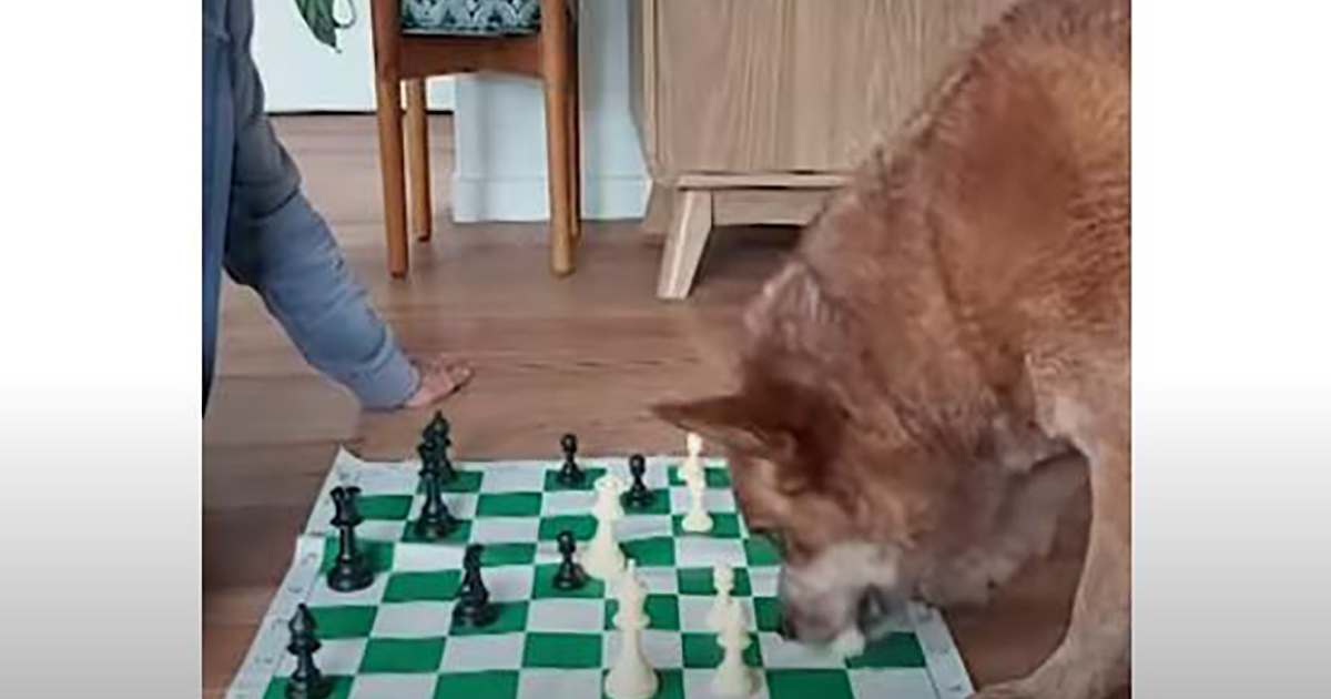 Una donna gioca a scacchi con il suo cane [+VIDEO]