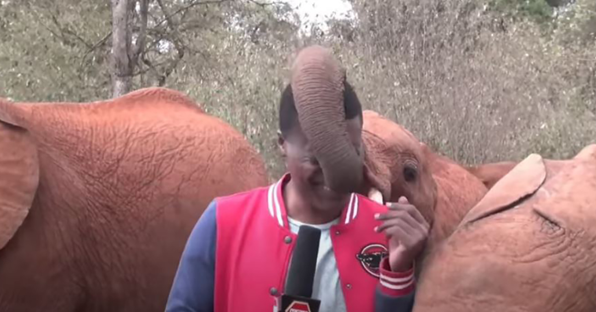 Elefantino ruba la scena ad un reporter davanti alla telecamera [+VIDEO]