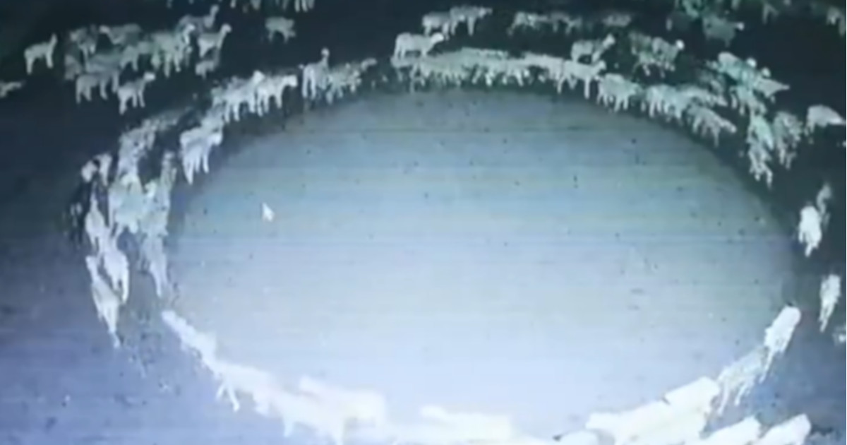 Centinaia di pecore “camminano in cerchio per 10 giorni interi”: è un segno dell’apocalisse? [+VIDEO]