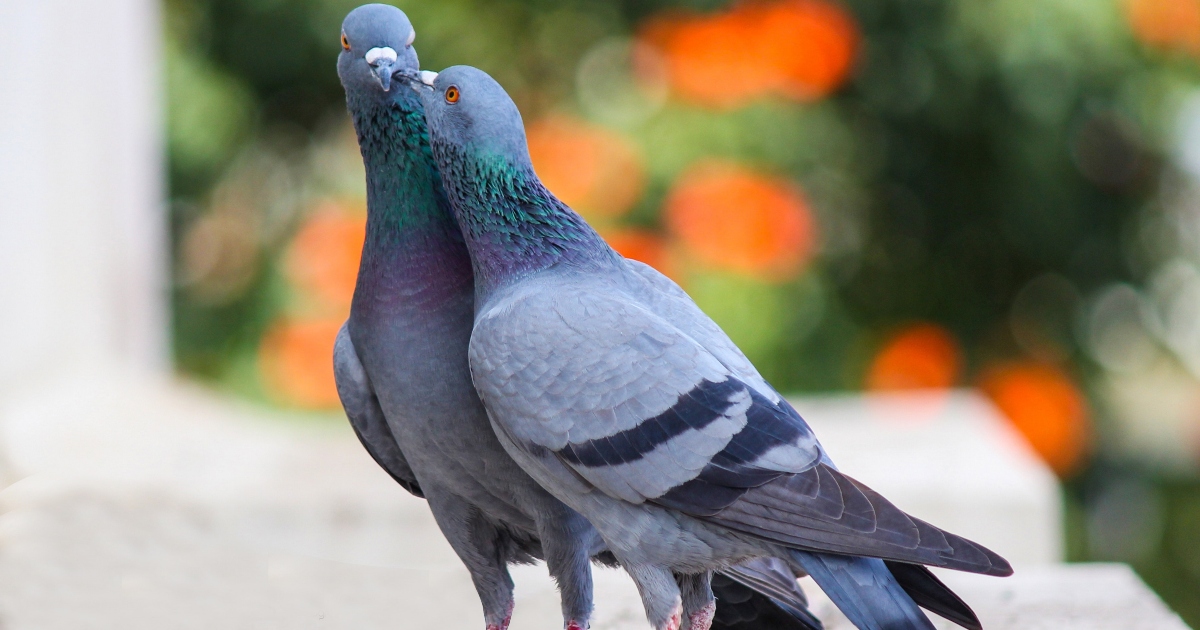 Come facevano i piccioni viaggiatori a trovare la strada di casa
