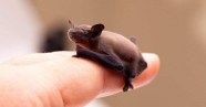Il Pipistrello Calabrone Il Pi Piccolo Del Mondo Pesa Solo 2 Grammi Il Pipistrello Calabrone Il Pi Piccolo Del Mondo Pesa Solo 2 Grammi