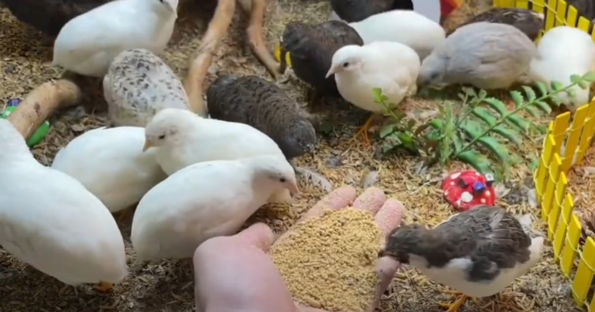 La razza di “pollo” più piccola del mondo sta conquistando il web [+VIDEO]