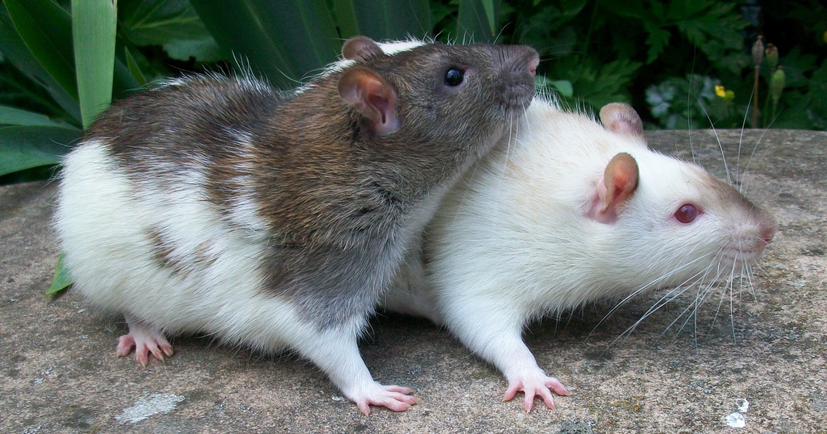 I ratti hanno lo stesso ritmo degli esseri umani e ballano sulle note di Mozart (ma non amano la musica pop)