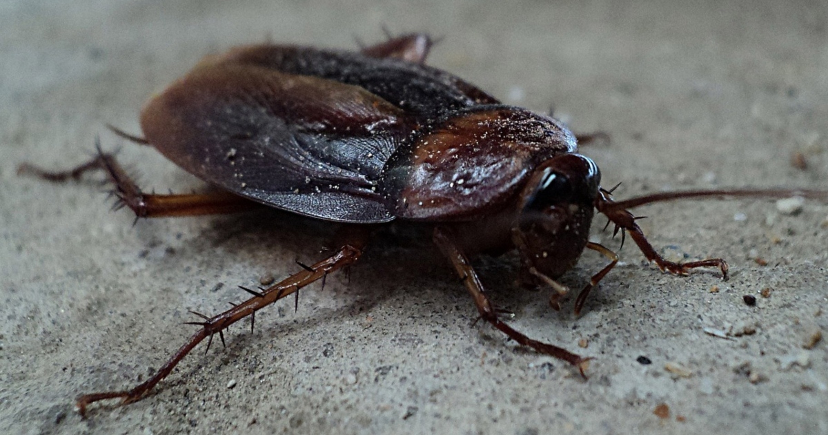 Gli scarafaggi che rilasciano peti “possono alimentare la catastrofe climatica”