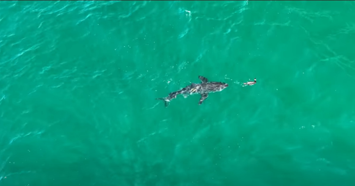 Uccello acceca uno squalo con le feci in una manovra “fumogena” per sfuggire ad un attacco [+VIDEO]