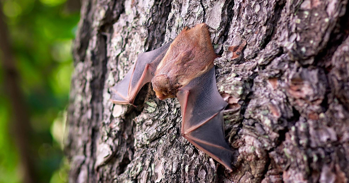 “Pioggia di pipistrelli” al Central Park di New York: lo strano fenomeno