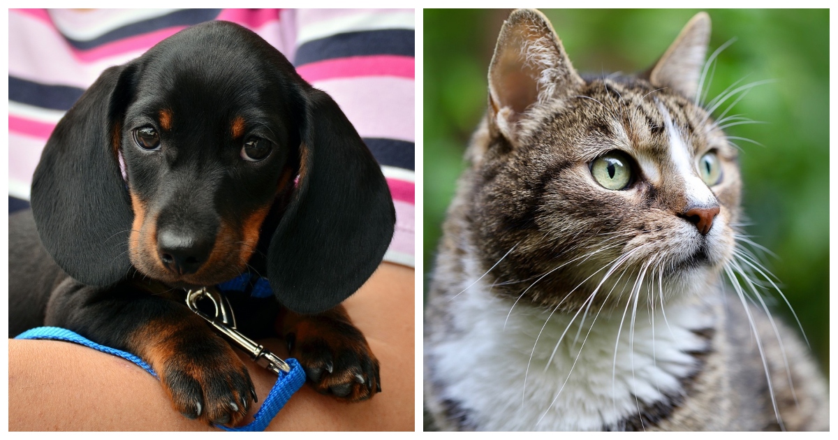 Siete tipi da cane o da gatto? La Scienza vi aiuta a capirlo