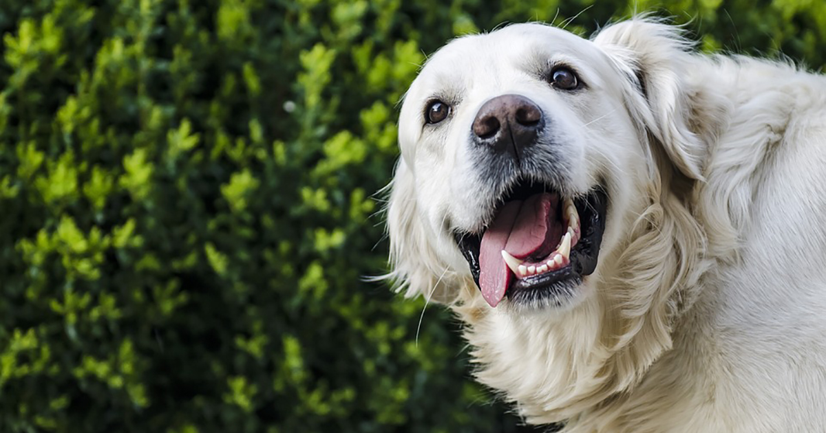 Perché i cani scodinzolano?