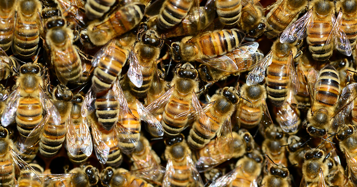Le api producono cariche elettriche come un temporale