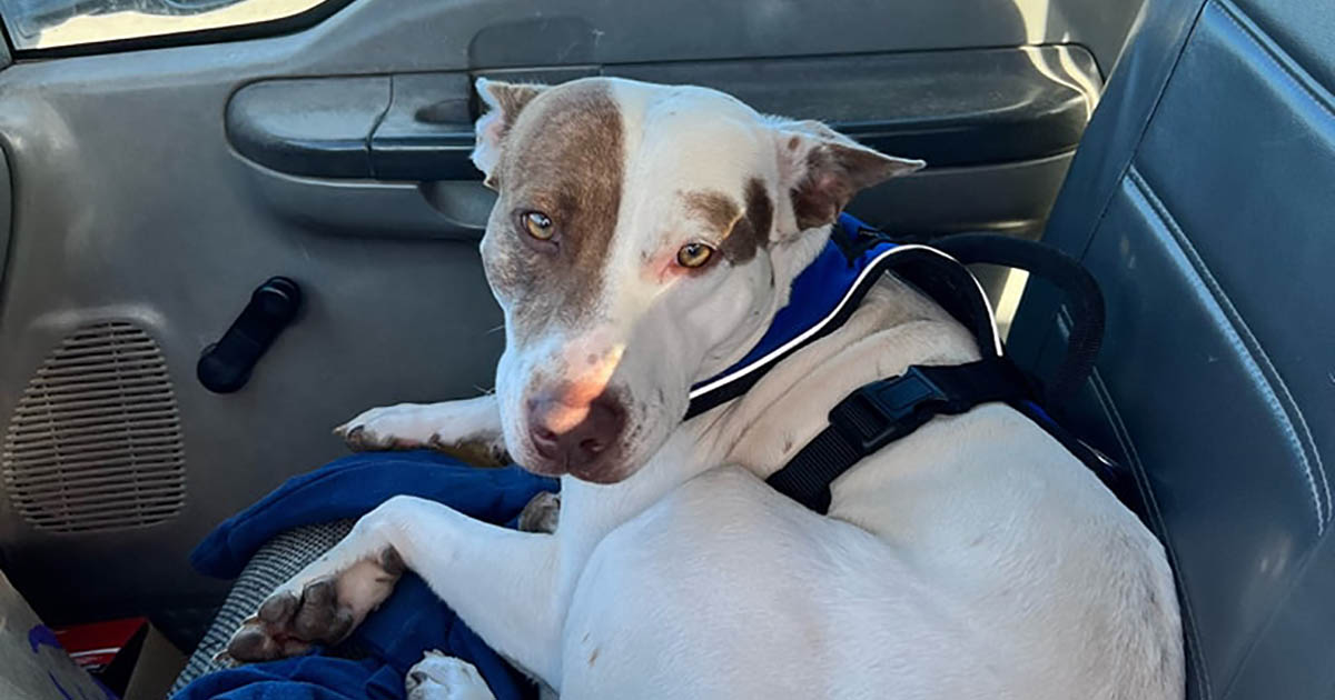 Incidente tra due auto, la polizia scopre che in una c’è un cane alla guida