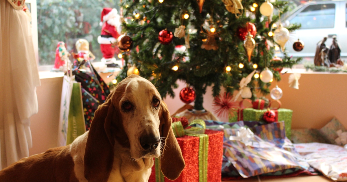 Esperto condivide i modi per rendere l’albero di Natale a prova di animale domestico