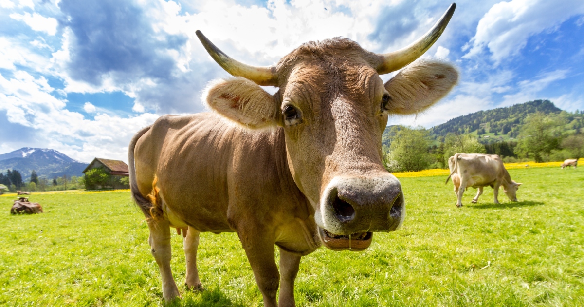 Mucche bioniche: arrivano gli impianti cerebrali per aumentare la produzione di latte