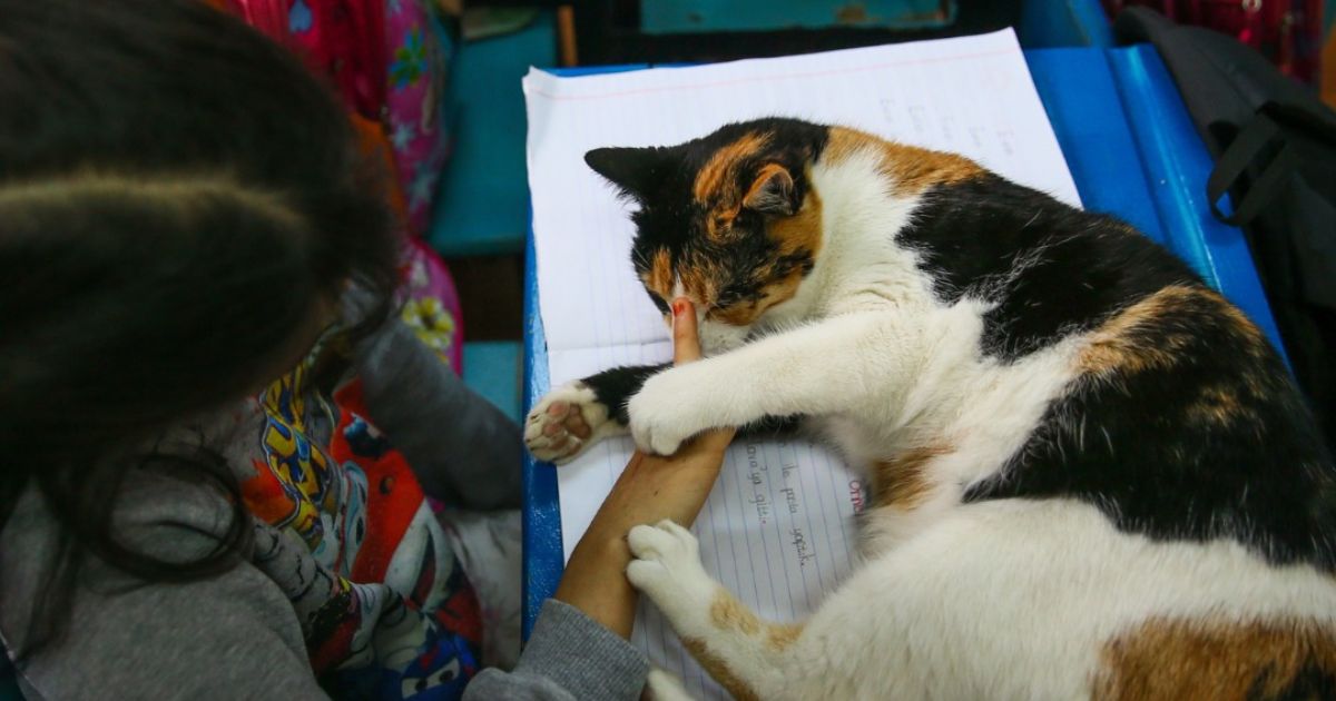 C’è una scuola in cui i bambini condividono l’aula insieme a dei gatti abbandonati