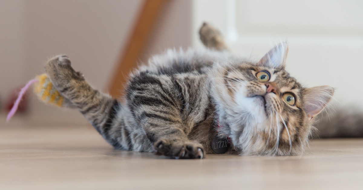 Spende 8.000 euro dal veterinario perché il comportamento del gatto è sinistro: scopre che è solo “strano”