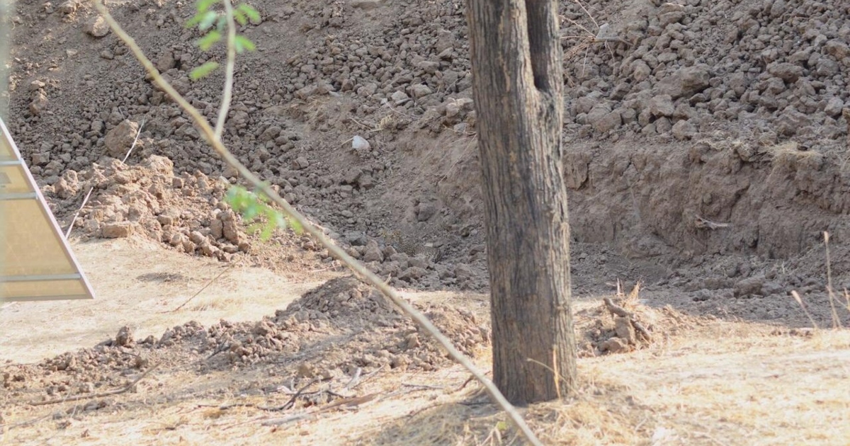 Il web è sconcertato dalla foto di questo leopardo: riesci a vederlo?