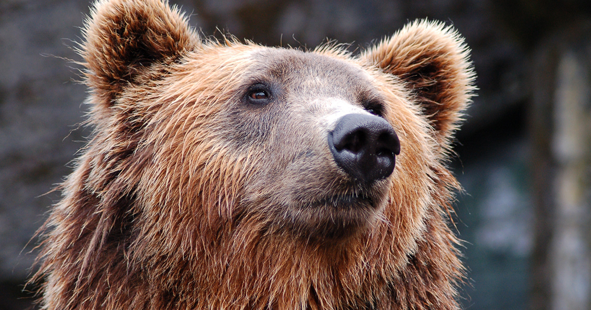 Un orso nel parco si fa 400 “selfie”