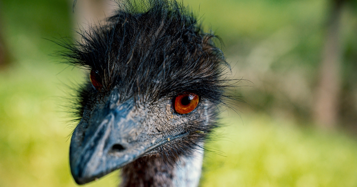 Emù domestico in fuga per le vie cittadine