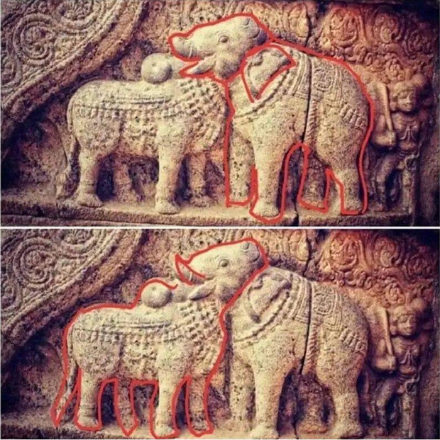 toro elefante