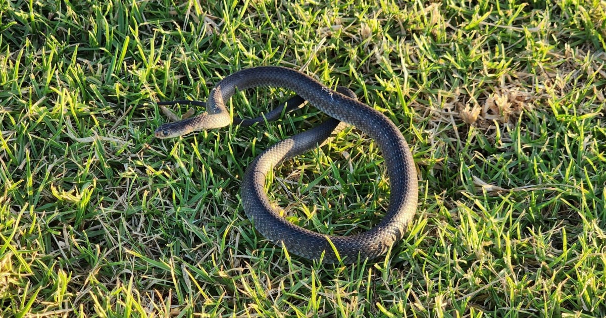 Bimbo insegue un serpente velenoso in cortile: scoperto un nido con 110 uova [+VIDEO]