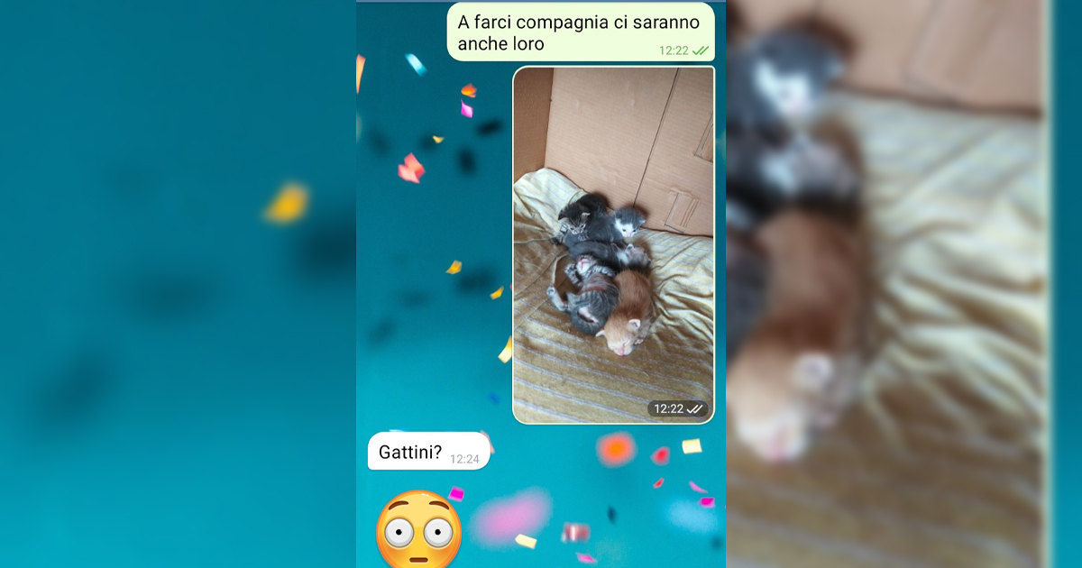 Gattini o Sorci