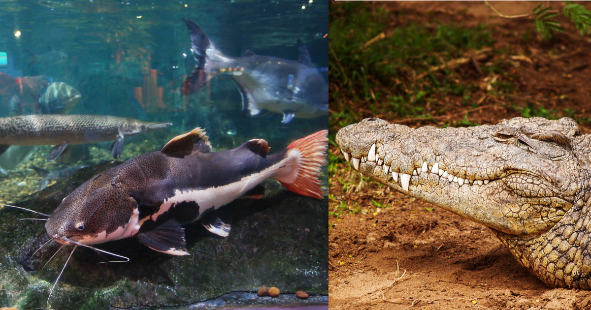 Gli scienziati hanno creato un ibrido pesce gatto-alligatore [+FOTO]