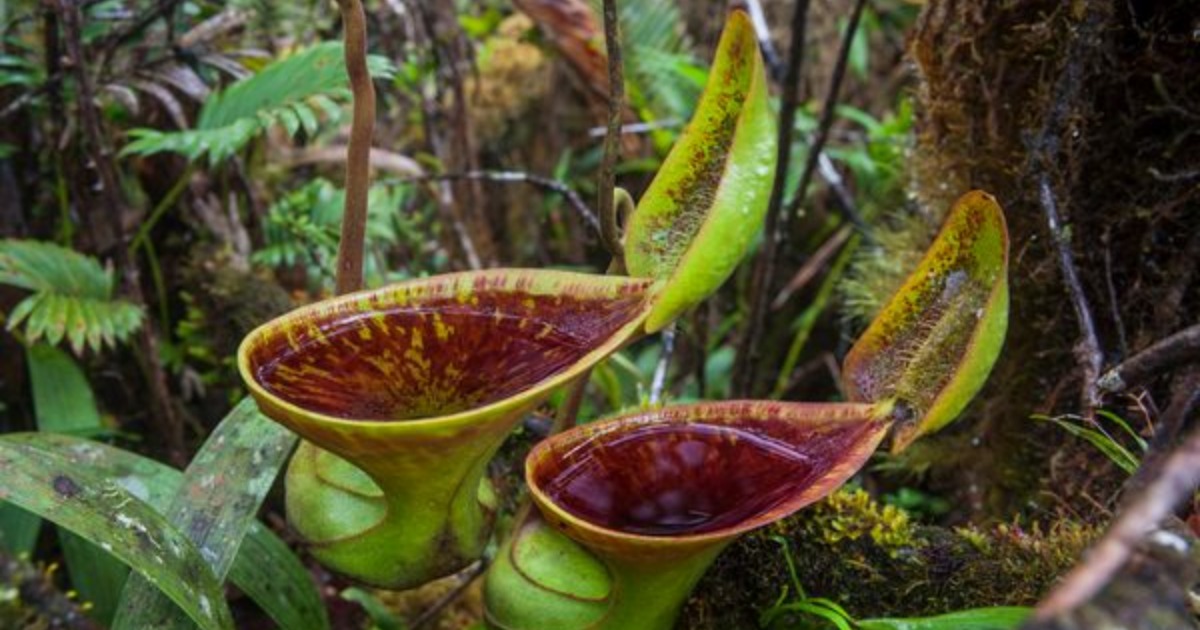 Le piante a forma di toilette che prosperano mangiando feci