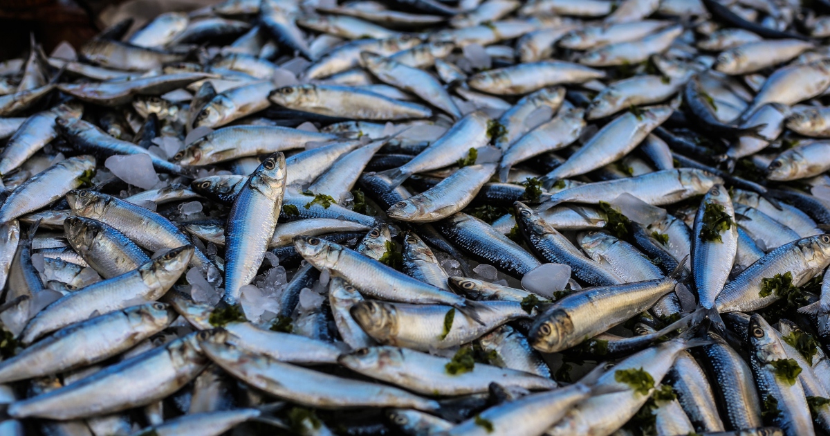 Lajamanu: l’arida città australiana dove continua a piovere pesce