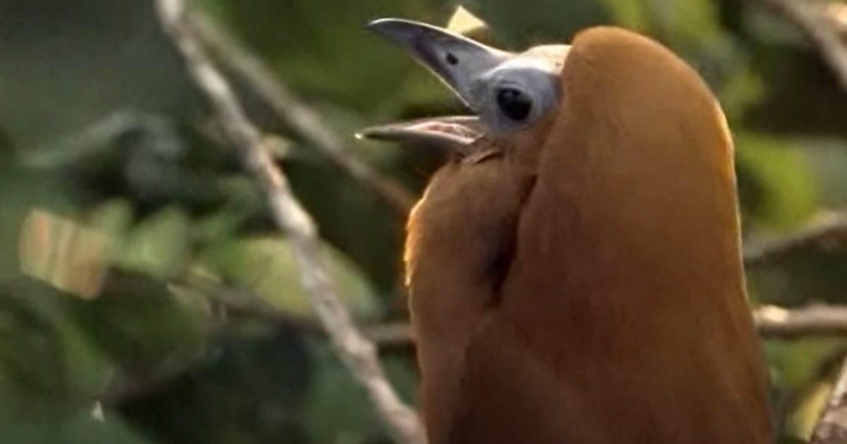 Il canto di accoppiamento di questo uccello suona come una combinazione di muggiti di mucca e rumore della motosega